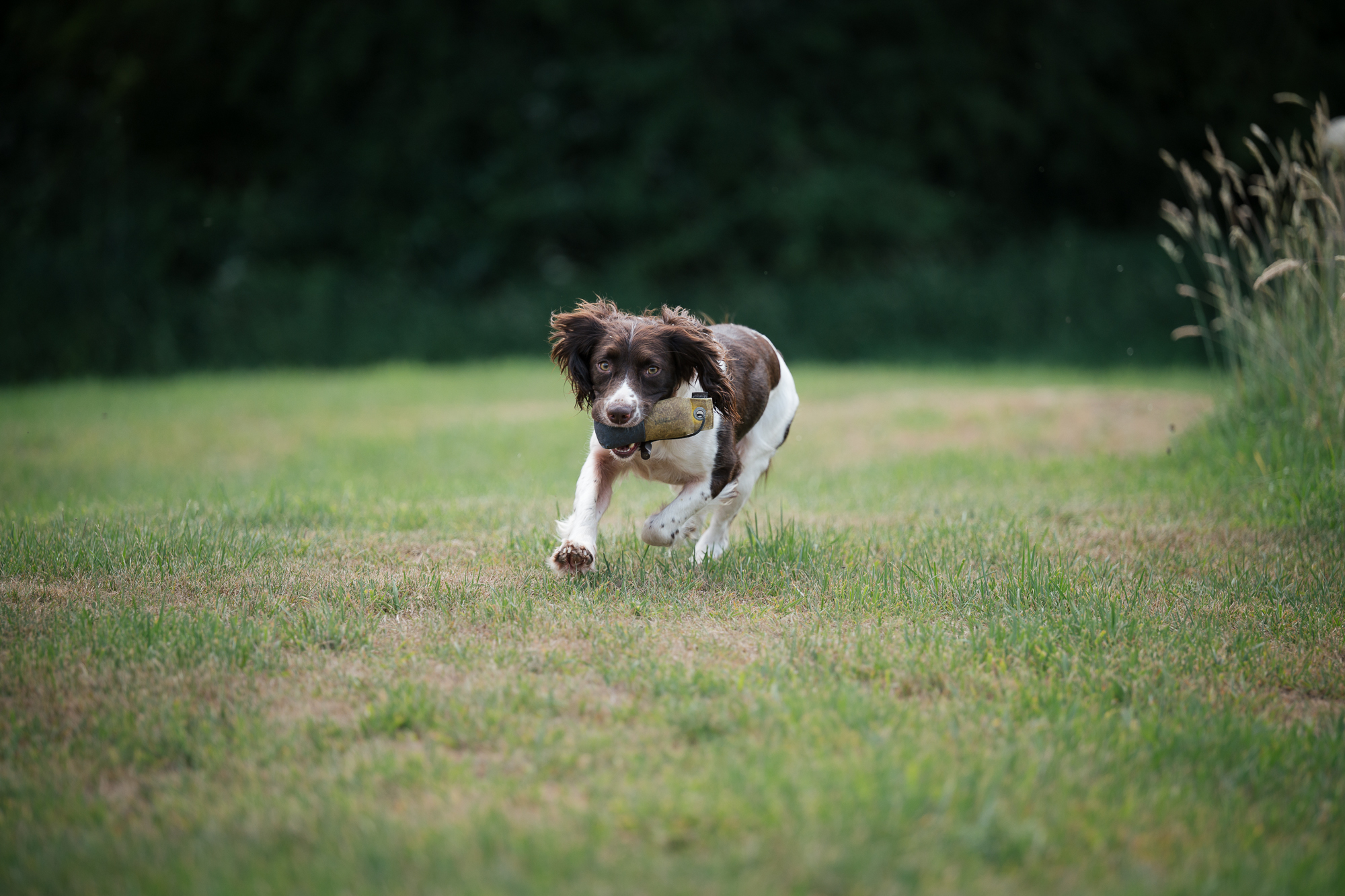 Zippy retrieving 2